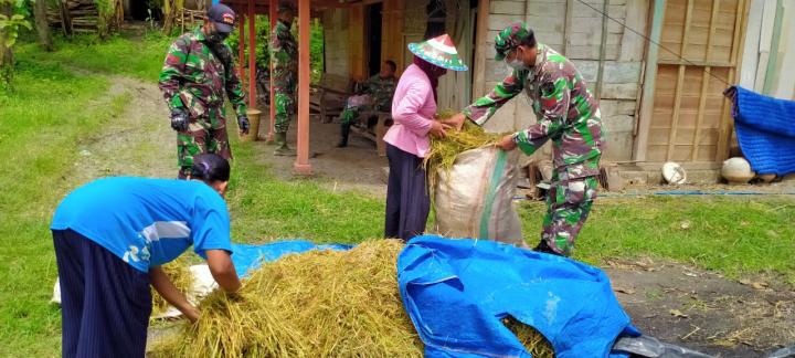 Panen, Satgas TMMD 110 Bojonegoro Bantu Rontokan Gabah